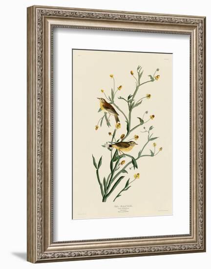 Yellow Red-Poll Warbler-John James Audubon-Framed Art Print