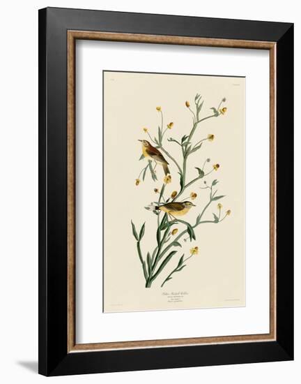 Yellow Red-Poll Warbler-John James Audubon-Framed Art Print