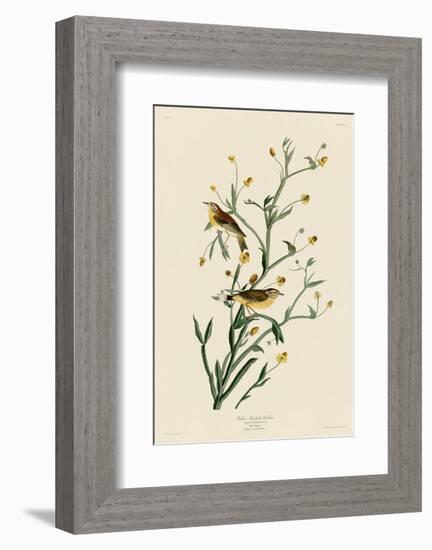 Yellow Red-Poll Warbler-John James Audubon-Framed Art Print