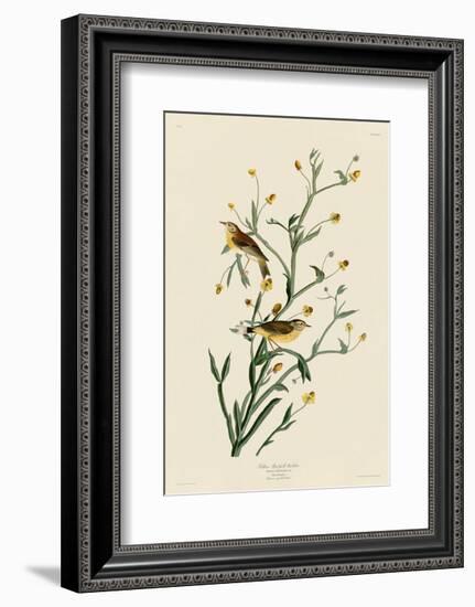 Yellow Red-Poll Warbler-John James Audubon-Framed Art Print