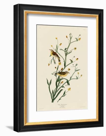 Yellow Red-Poll Warbler-John James Audubon-Framed Art Print