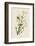 Yellow Red-Poll Warbler-John James Audubon-Framed Art Print