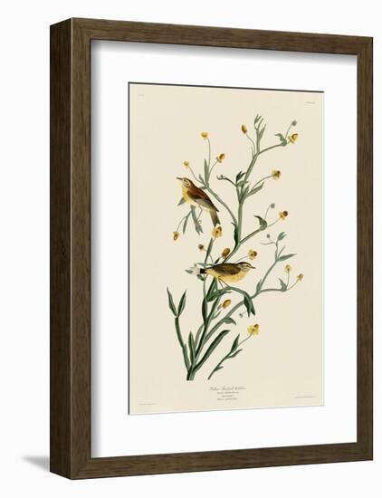 Yellow Red-Poll Warbler-John James Audubon-Framed Art Print