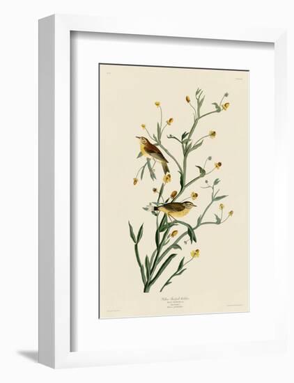 Yellow Red-Poll Warbler-John James Audubon-Framed Art Print