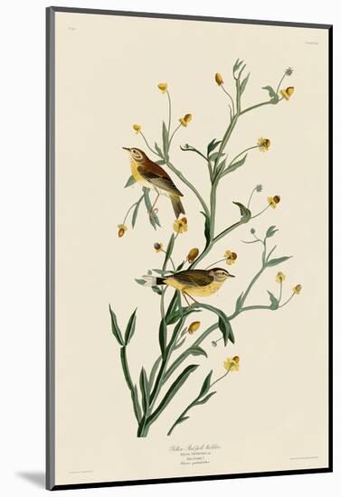 Yellow Red-Poll Warbler-John James Audubon-Mounted Art Print