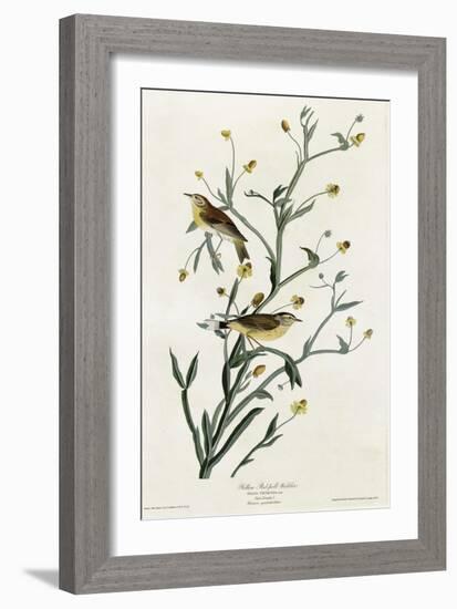 Yellow Red Poll Warbler--Framed Giclee Print