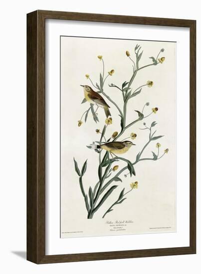 Yellow Red Poll Warbler-null-Framed Giclee Print