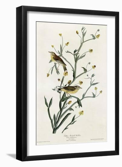 Yellow Red Poll Warbler-null-Framed Giclee Print