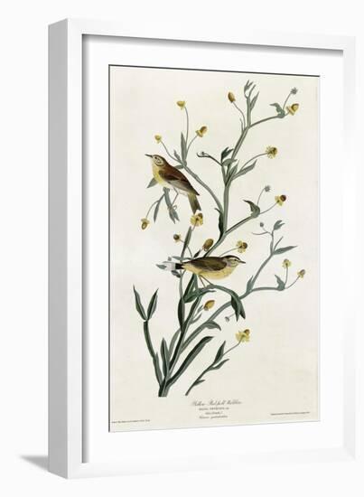 Yellow Red Poll Warbler-null-Framed Giclee Print