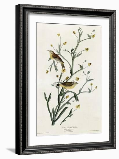 Yellow Red Poll Warbler-null-Framed Giclee Print