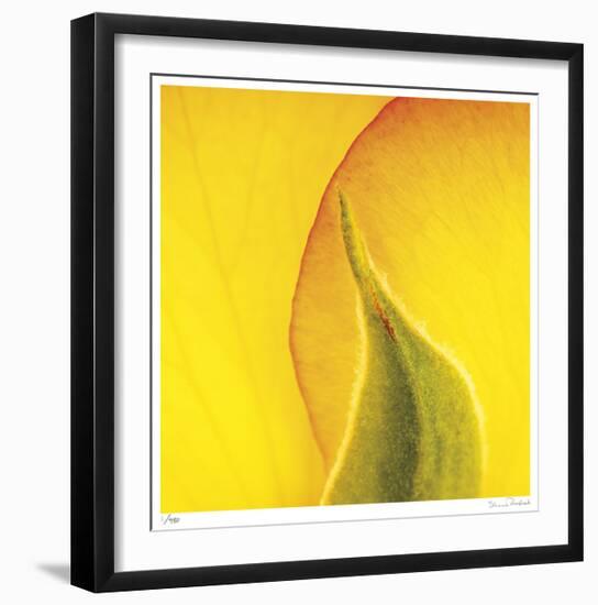 Yellow Red Rose Abstract No 186-Shams Rasheed-Framed Giclee Print