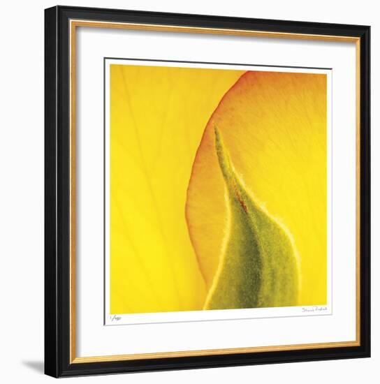 Yellow Red Rose Abstract No 186-Shams Rasheed-Framed Giclee Print