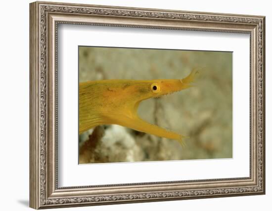 Yellow Ribbon Eel (Rhinomuraena Quaesita) Rhinomuraena Quaesita-Reinhard Dirscherl-Framed Photographic Print