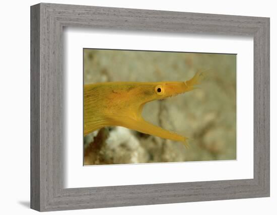 Yellow Ribbon Eel (Rhinomuraena Quaesita) Rhinomuraena Quaesita-Reinhard Dirscherl-Framed Photographic Print