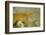 Yellow Ribbon Eel (Rhinomuraena Quaesita) Rhinomuraena Quaesita-Reinhard Dirscherl-Framed Photographic Print