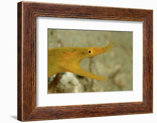 Yellow Ribbon Eel (Rhinomuraena Quaesita) Rhinomuraena Quaesita-Reinhard Dirscherl-Framed Photographic Print