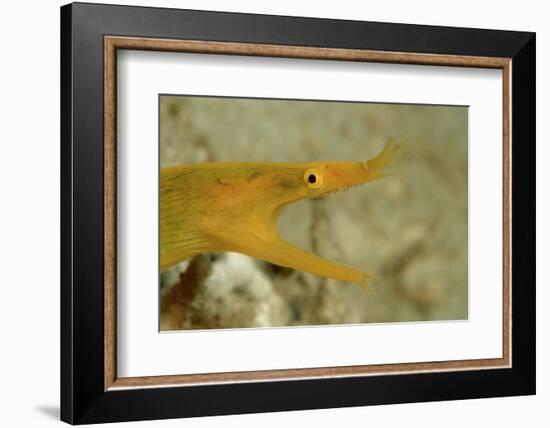 Yellow Ribbon Eel (Rhinomuraena Quaesita) Rhinomuraena Quaesita-Reinhard Dirscherl-Framed Photographic Print