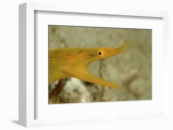 Yellow Ribbon Eel (Rhinomuraena Quaesita) Rhinomuraena Quaesita-Reinhard Dirscherl-Framed Photographic Print