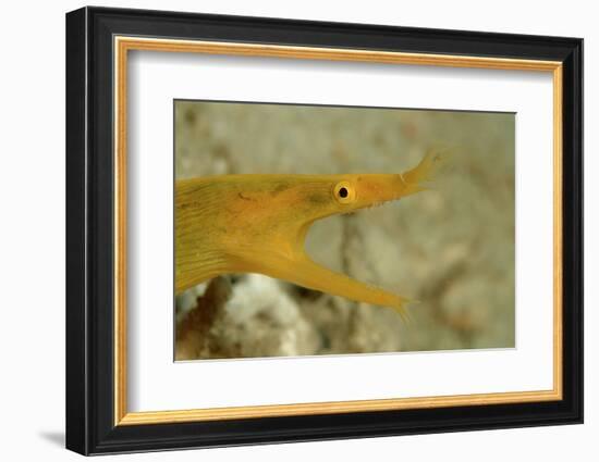 Yellow Ribbon Eel (Rhinomuraena Quaesita) Rhinomuraena Quaesita-Reinhard Dirscherl-Framed Photographic Print