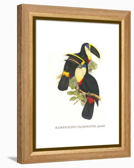 Yellow Ridged Toucan-John Gould-Framed Stretched Canvas