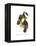 Yellow Ridged Toucan-John Gould-Framed Stretched Canvas