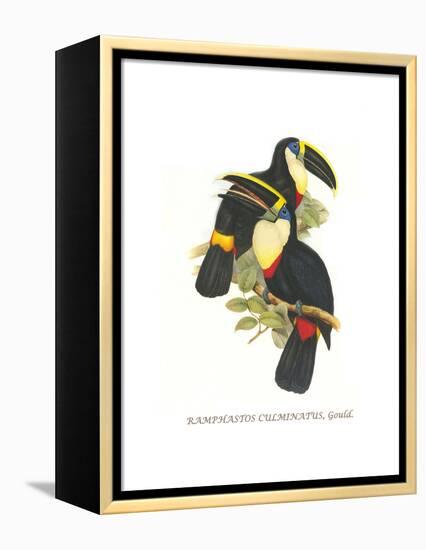 Yellow Ridged Toucan-John Gould-Framed Stretched Canvas