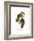 Yellow Ridged Toucan-John Gould-Framed Art Print