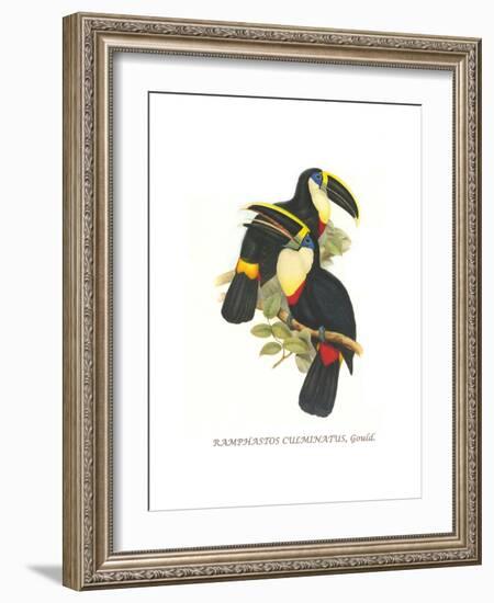 Yellow Ridged Toucan-John Gould-Framed Art Print