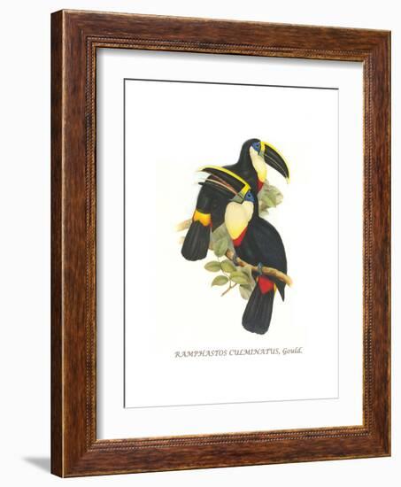 Yellow Ridged Toucan-John Gould-Framed Art Print