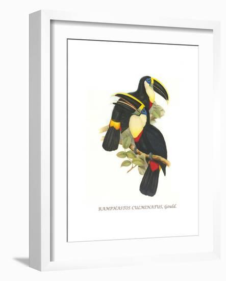 Yellow Ridged Toucan-John Gould-Framed Art Print