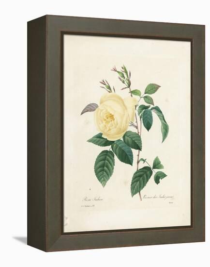 Yellow Rosa Indica-Pierre-Joseph Redouté-Framed Premier Image Canvas