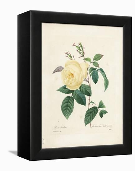 Yellow Rosa Indica-Pierre-Joseph Redouté-Framed Premier Image Canvas