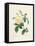 Yellow Rosa Indica-Pierre-Joseph Redouté-Framed Premier Image Canvas