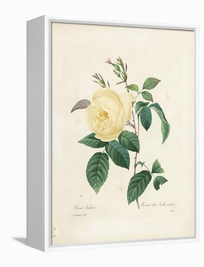 Yellow Rosa Indica-Pierre-Joseph Redouté-Framed Premier Image Canvas