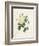 Yellow Rosa Indica-Pierre-Joseph Redouté-Framed Giclee Print