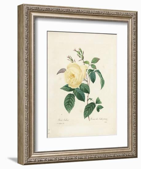 Yellow Rosa Indica-Pierre-Joseph Redouté-Framed Giclee Print