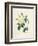 Yellow Rosa Indica-Pierre-Joseph Redouté-Framed Giclee Print