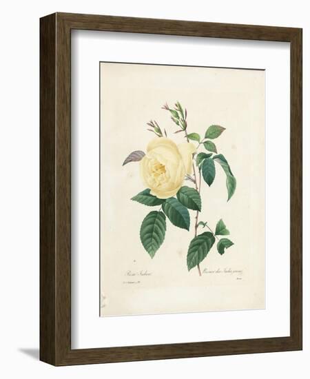 Yellow Rosa Indica-Pierre-Joseph Redouté-Framed Giclee Print