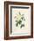 Yellow Rosa Indica-Pierre-Joseph Redouté-Framed Giclee Print