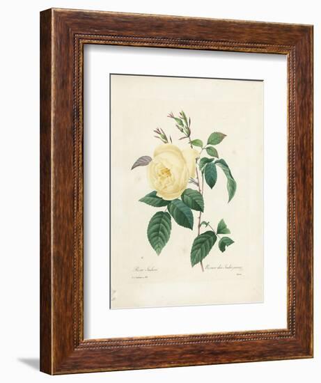 Yellow Rosa Indica-Pierre-Joseph Redouté-Framed Giclee Print