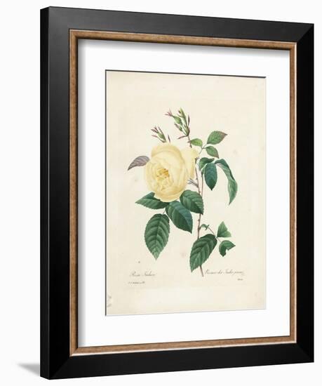 Yellow Rosa Indica-Pierre-Joseph Redouté-Framed Giclee Print