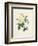 Yellow Rosa Indica-Pierre-Joseph Redouté-Framed Giclee Print