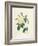 Yellow Rosa Indica-Pierre-Joseph Redouté-Framed Giclee Print