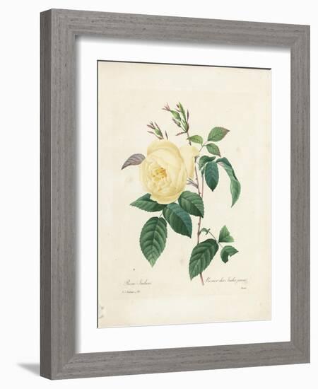 Yellow Rosa Indica-Pierre-Joseph Redouté-Framed Giclee Print