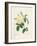 Yellow Rosa Indica-Pierre-Joseph Redouté-Framed Giclee Print