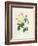 Yellow Rosa Indica-Pierre-Joseph Redouté-Framed Giclee Print