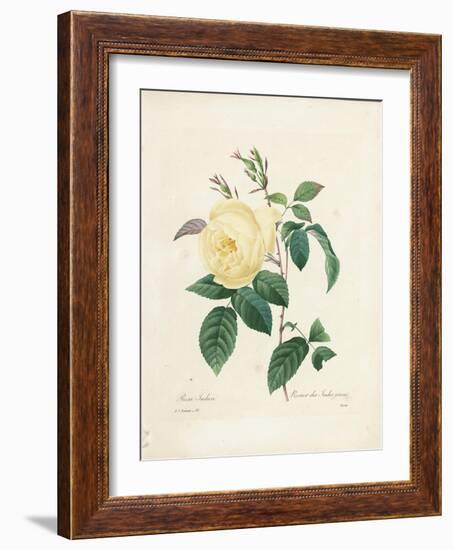 Yellow Rosa Indica-Pierre-Joseph Redouté-Framed Giclee Print