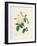 Yellow Rosa Indica-Pierre-Joseph Redouté-Framed Giclee Print