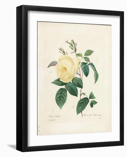 Yellow Rosa Indica-Pierre-Joseph Redouté-Framed Giclee Print