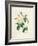 Yellow Rosa Indica-Pierre-Joseph Redouté-Framed Giclee Print